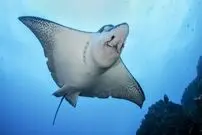 (ویدئو) صحنه ای نادر از شنای گروهی سفره ماهی ها در ساحل 