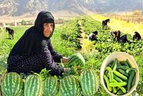 ببینید؛ برداشت خیار و هندوانه به روش مادربزرگ روستایی ایلامی
