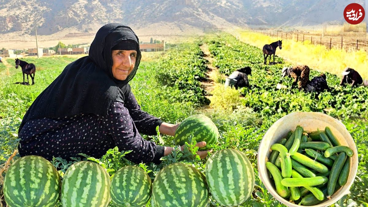 ببینید؛ برداشت خیار و هندوانه به روش مادربزرگ روستایی ایلامی