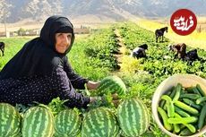 ببینید؛ برداشت خیار و هندوانه به روش مادربزرگ روستایی ایلامی