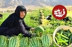 ببینید؛ برداشت خیار و هندوانه به روش مادربزرگ روستایی ایلامی