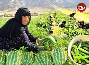 ببینید؛ برداشت خیار و هندوانه به روش مادربزرگ روستایی ایلامی