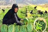 ببینید؛ برداشت خیار و هندوانه به روش مادربزرگ روستایی ایلامی