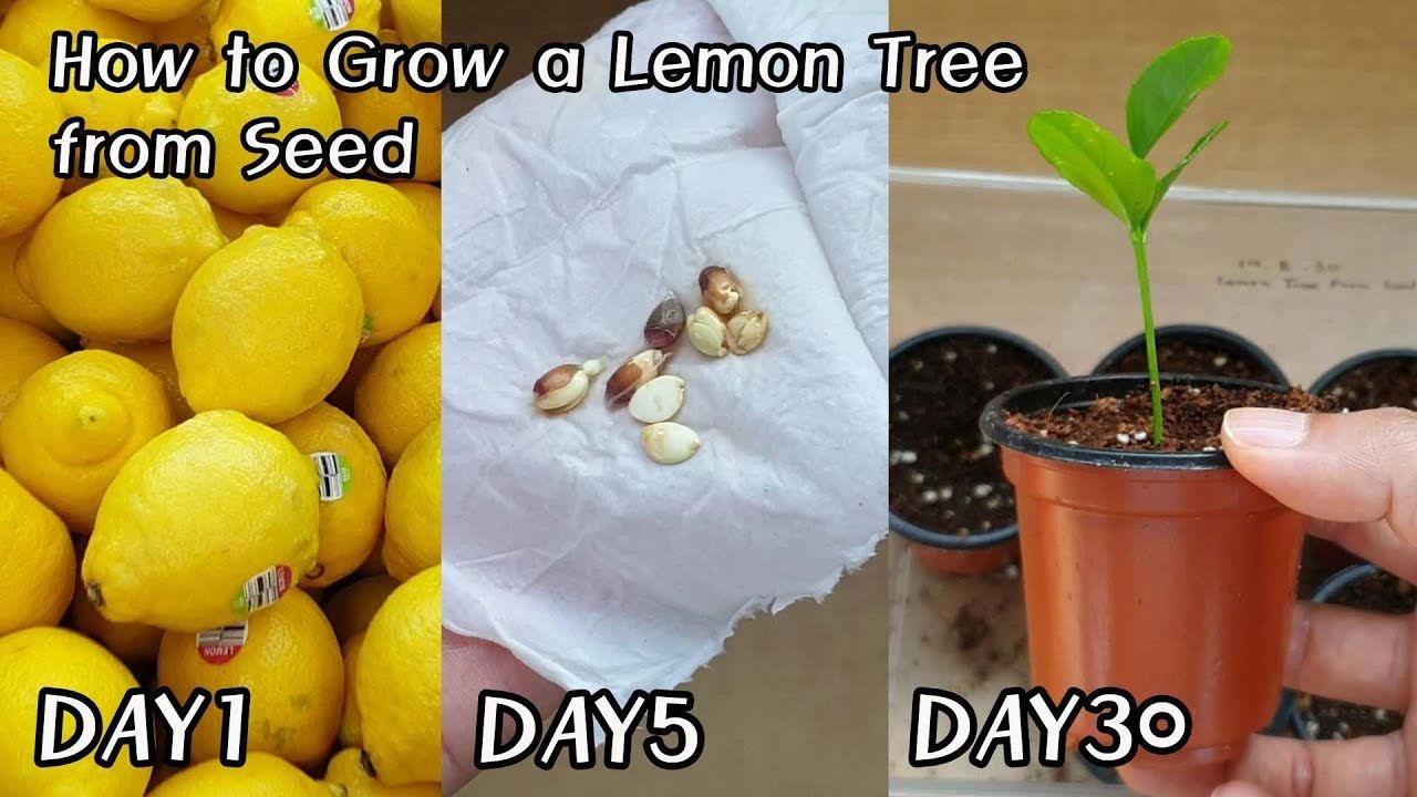 (ویدئو) چگونه لیمو ترش را در گلدان و در تراس خانه پرورش دهیم و برداشت کنیم؟
