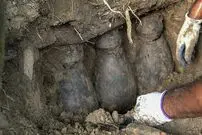 (ویدئو) لحظه کشف سه کوزه پر از سکه و جواهرات تاریخی توسط مرد خوش شانس هندی 