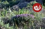 آویشن چه خواصی دارد؟