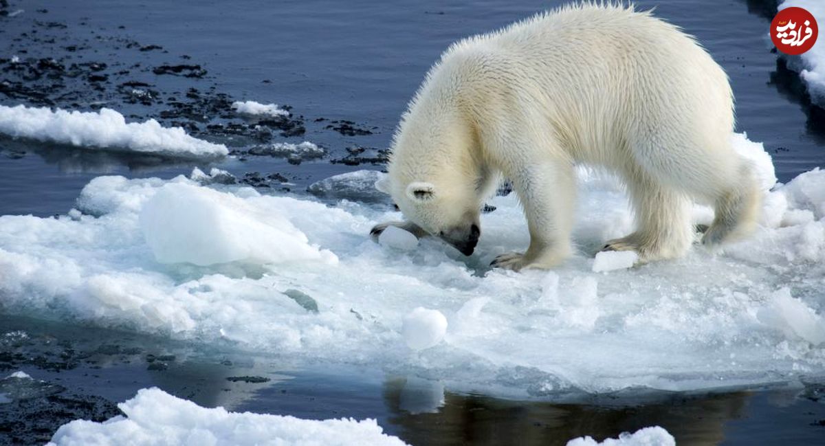 انقراض خرس‌های قطبی تا صد سال دیگر