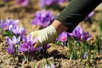 (عکس) مزرعه زعفران در خراسان رضوی قندیل بست!