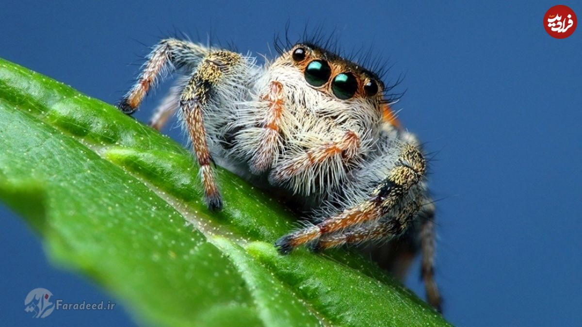 تشخیص جاندار از بی‌جان به روش عنکبوت‌ها