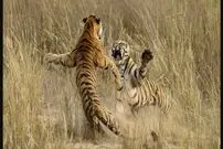 (ویدئو) لحظه جدال هولناک دو ببر غول‌پیکر