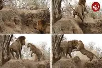 (ویدئو) حمله غافلگیرکننده شیر نر به پلنگ در حال چرت زدن!