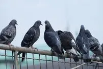 (ویدئو) وقتی که کلاغ ناجی جان کبوتر‌ها می‌شود!