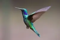 (ویدئو) زیبایی باورنکردنی یک مگس خوار