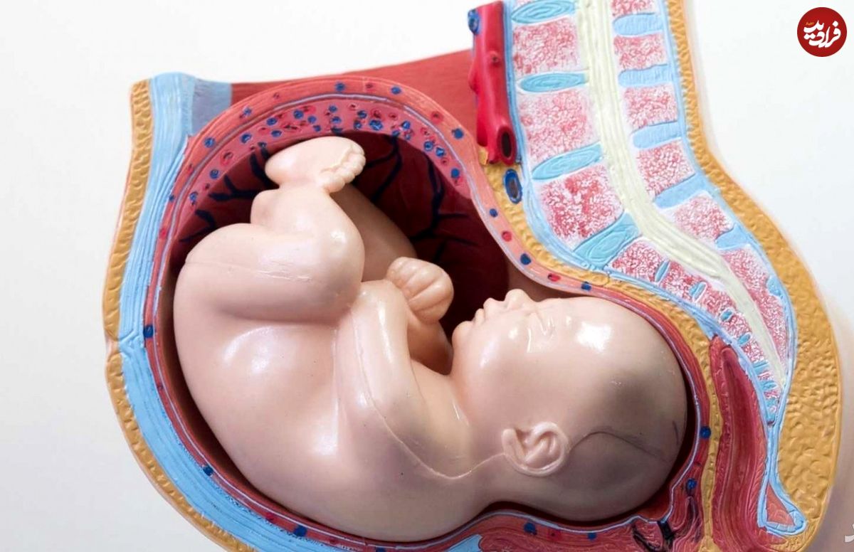 تصاویری شگفت انگیز از واکنش جنین در رحم مادر به مزه و بو