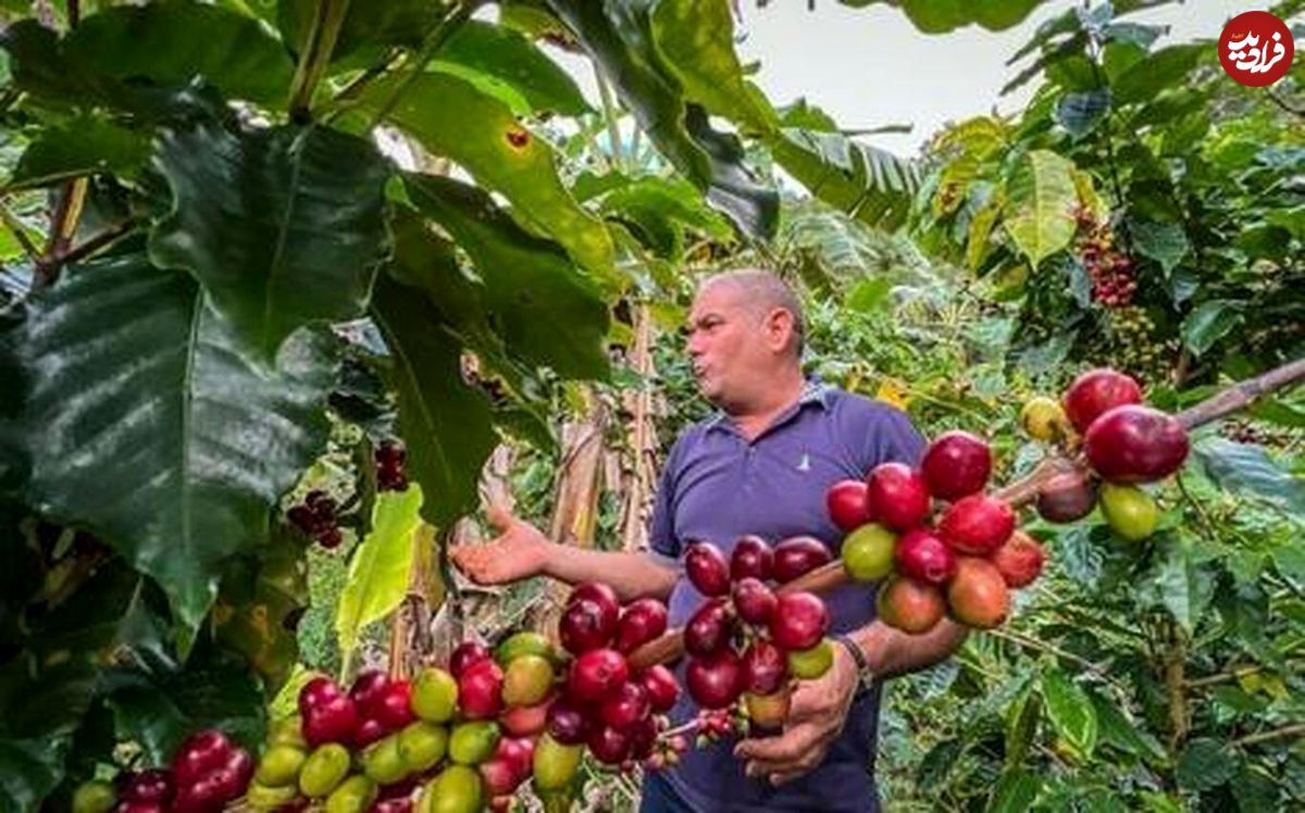 (ویدئو) نمایی تماشایی از یک مزرعه قهوه در کوبا