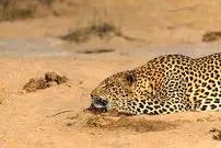 ببینید؛ یورش ناگهانی پلنگ به گوزن یالدار خوابیده