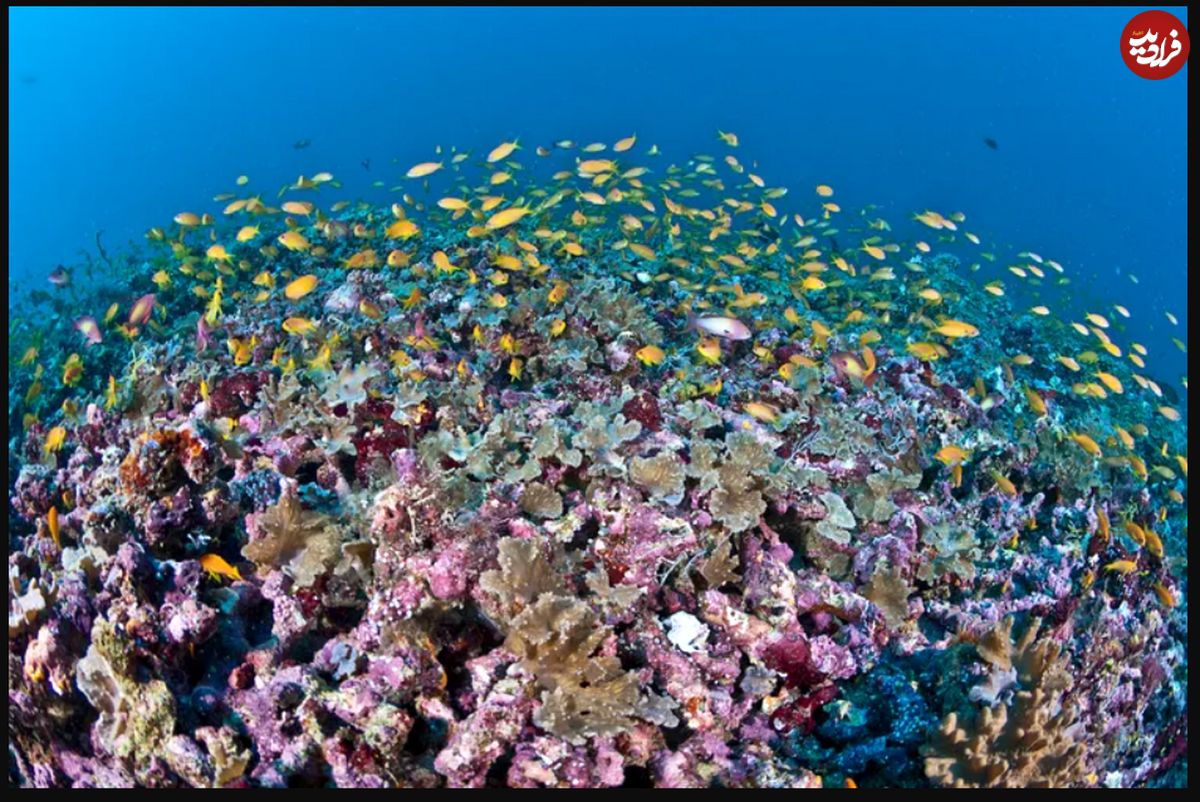 (تصاویر) ۱۰ گیاه جذاب و دیدنی در کف اقیانوس که هرگز ندیده‌اید!