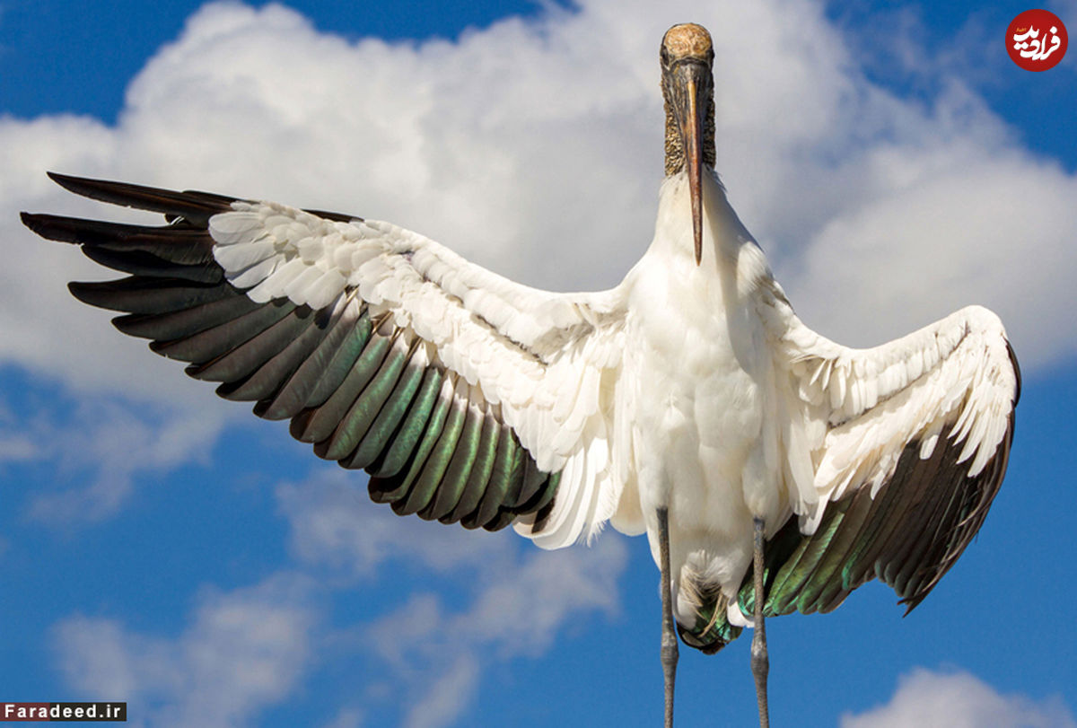 تصاویر/ برترین عکس های دنیای پرندگان