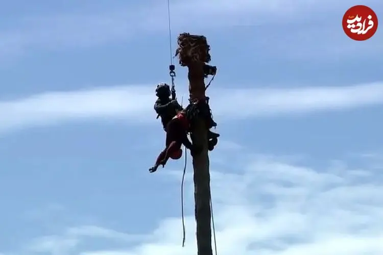 ببینید| عملیات نجات هوایی کارگر از بالای نخل ۲۳ متری