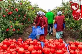 ببینید| انار چگونه در کارخانه های بزرگ آمریکا فرآوری و بسته بندی می شود؟