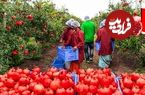 ببینید| انار چگونه در کارخانه های بزرگ آمریکا فرآوری و بسته بندی می شود؟