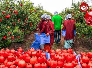 ببینید| انار چگونه در کارخانه های بزرگ آمریکا فرآوری و بسته بندی می شود؟