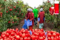 ببینید| انار چگونه در کارخانه های بزرگ آمریکا فرآوری و بسته بندی می شود؟