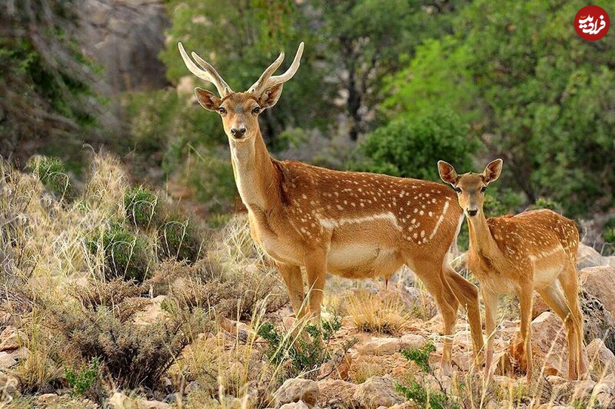 آلودگی رودخانه «دز»، تهدیدی بیخ گوش گوزن‌های زرد ایرانی