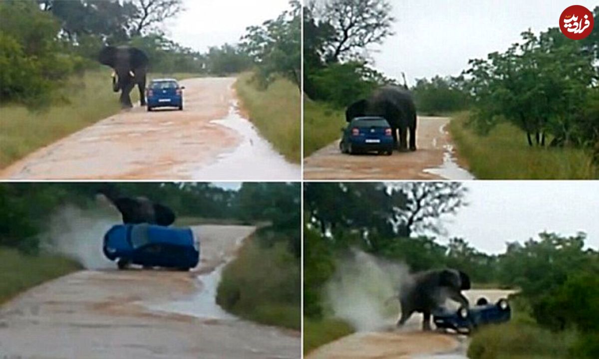 (ویدئو) فیل عصبانی خودرو گردشگران را واژگون و له کرد!