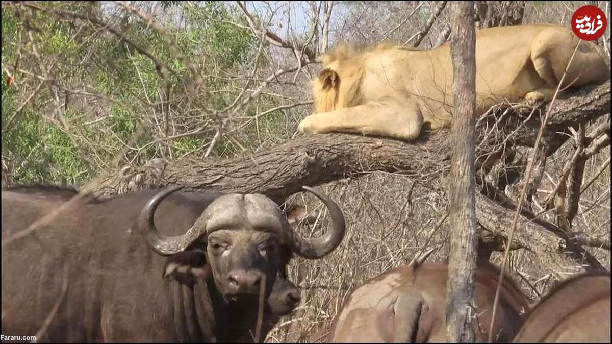 (ویدئو) شیر از ترس گله گاومیش‌ها به بالای درخت پناه برد