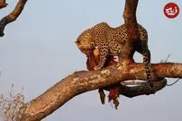 (ویدئو) چرا پلنگ لاشه شکار را بالای درخت می‌برد؟
