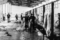 عکس| سفر در زمان؛ بوی تعفن کشتارگاه تهران مردم را عاصی کرد!