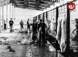 عکس| سفر در زمان؛ بوی تعفن کشتارگاه تهران مردم را عاصی کرد!