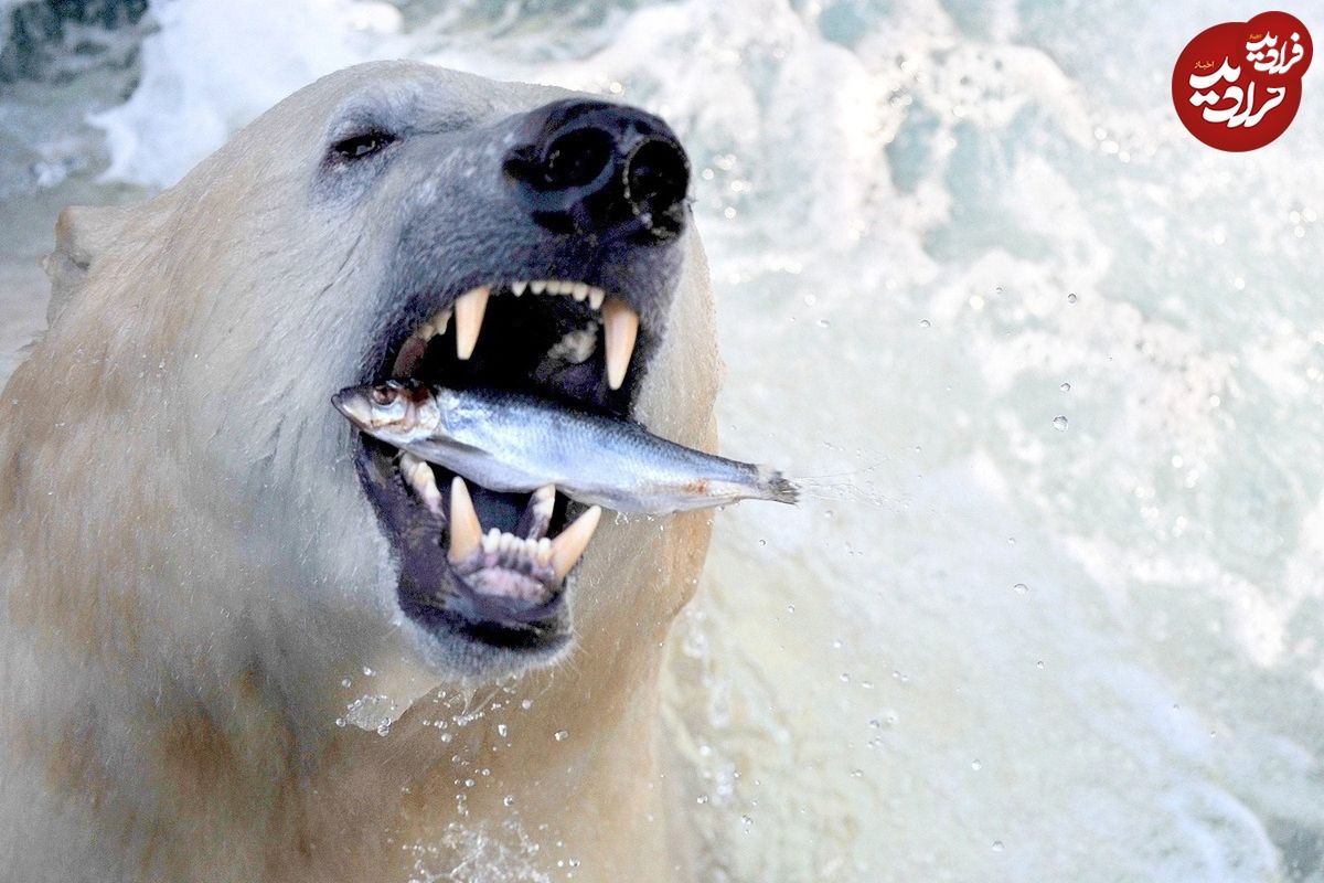 (ویدئو) مهارت شگفت انگیز خرس قطبی در شکار ماهی