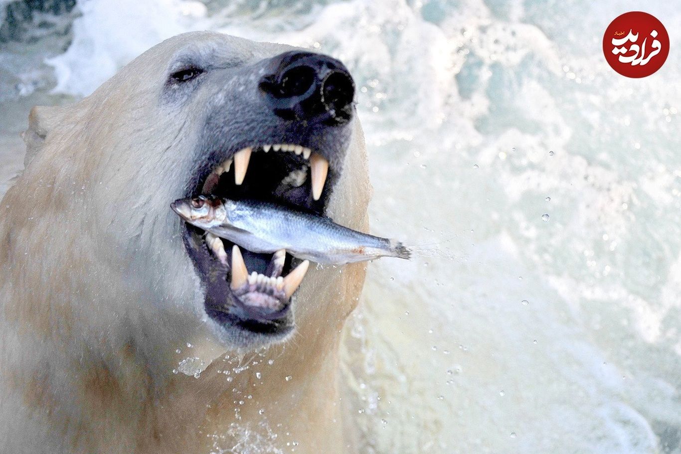 (ویدئو) مهارت شگفت انگیز خرس قطبی در شکار ماهی