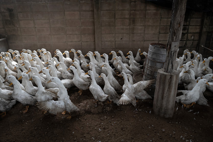 (ویدئو) نحوه پرورش، برش و بسته بندی متفاوت میلیون ها اردک در جهان