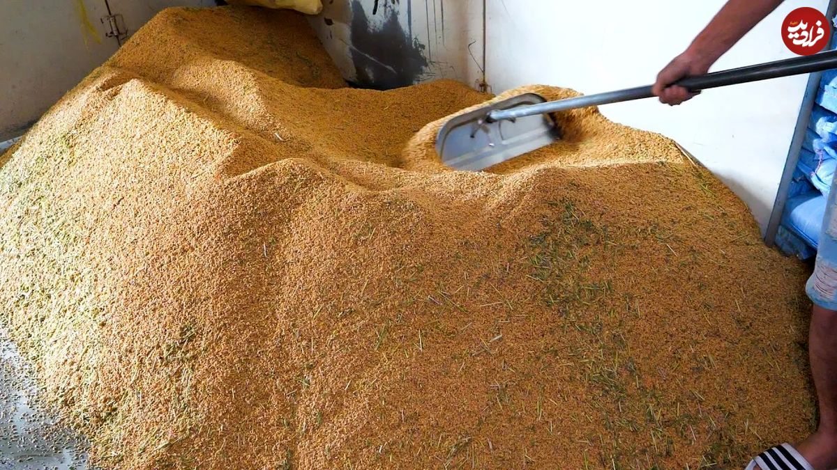 (ویدئو) فرایند کاشت، داشت و برداشت برنج در تایوان؛ فرآوری برنج در کارخانه را ببینید