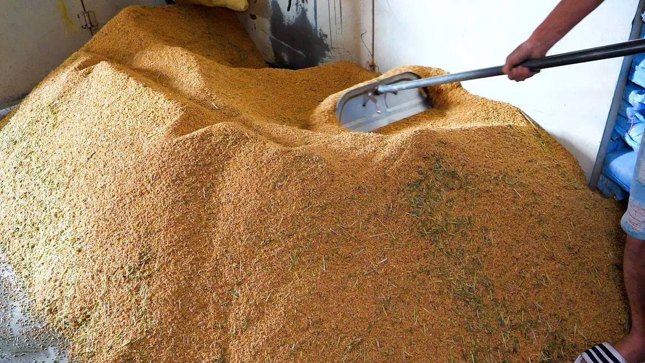 (ویدئو) فرایند کاشت، داشت و برداشت برنج در تایوان؛ فرآوری برنج در کارخانه را ببینید