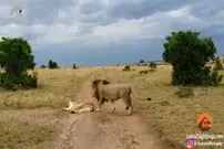 ویدئو/ وقتی شیر، روباه می‌شود