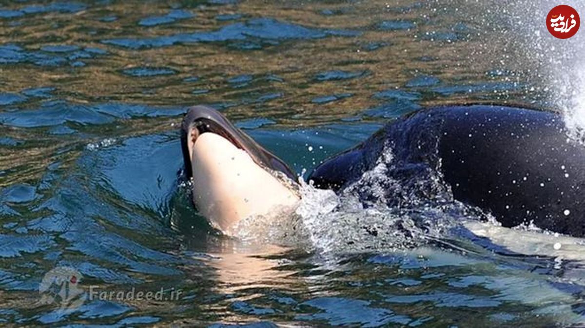 عزاداری ۱۷ روزۀ نهنگ قاتل برای فرزندش!