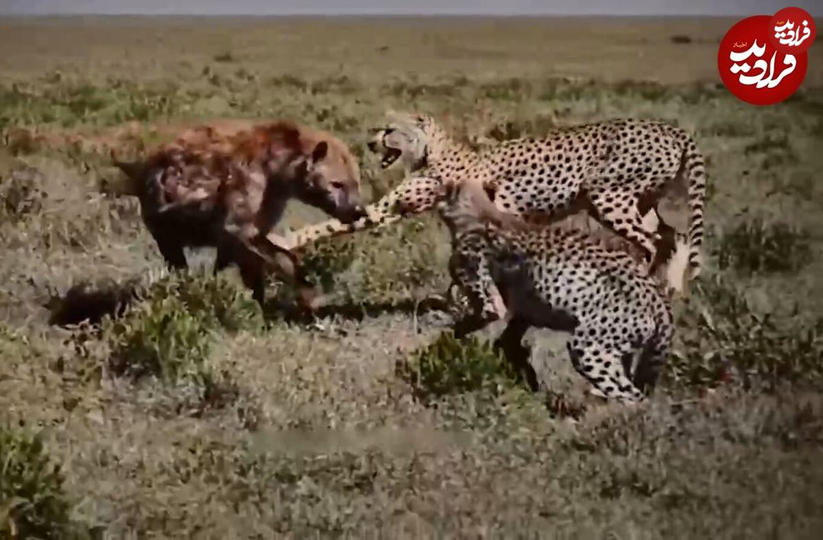 (ویدئو) کفتار قلدر یوزپلنگ‌ها را شکست داد و شکارشان را دزدید!