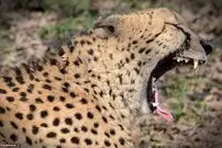 از هیجان مهاجر تا ضجه برای مرگ دردناک