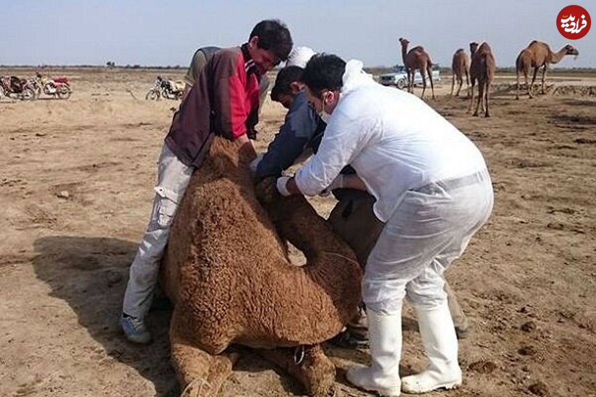 مشاهده ویروس کرونا در شترهای جاسک و سیریک