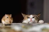 چرا گربه‌ها با طعمه‌شان بازی می‌کنند؟
