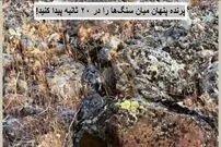 تست ضریب هوشی: فقط یک نابغه می‌تواند پرنده پنهان میان سنگ‌ها را در ۲۰ ثانیه پیدا کند!