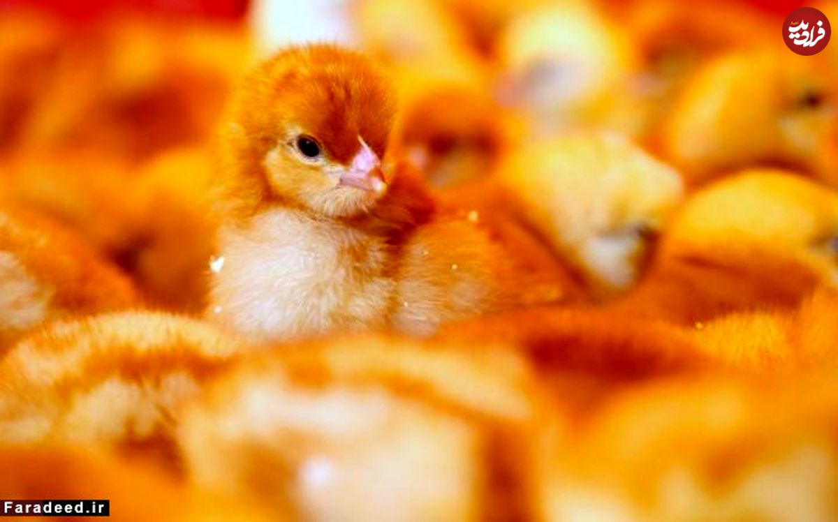 از شات شگفت‌انگیز تا ایفای نقش جنجالی
