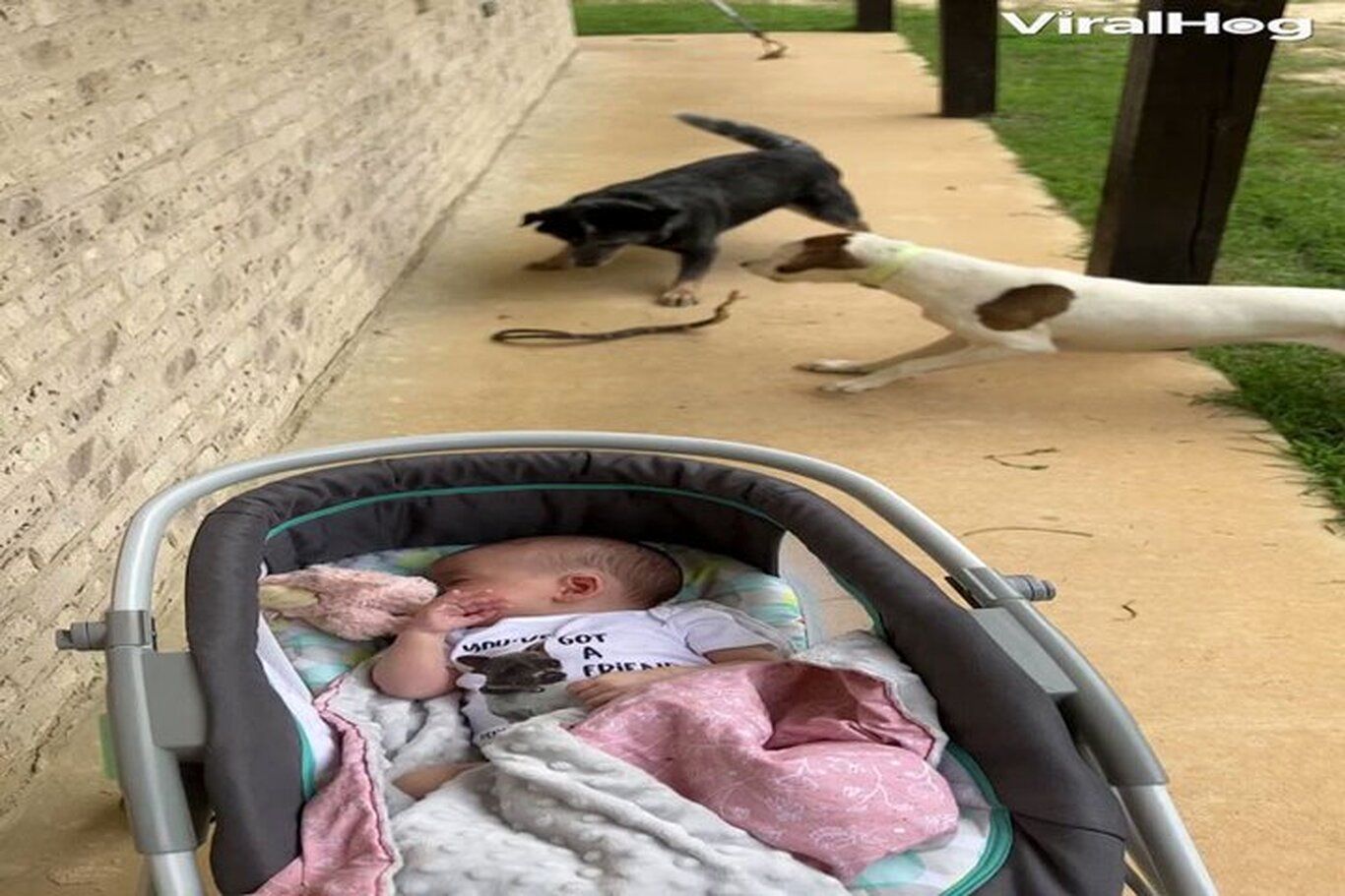 (ویدئو) درگیری هیجان انگیز دو سگ با یک مار برای محافظت از کودک!