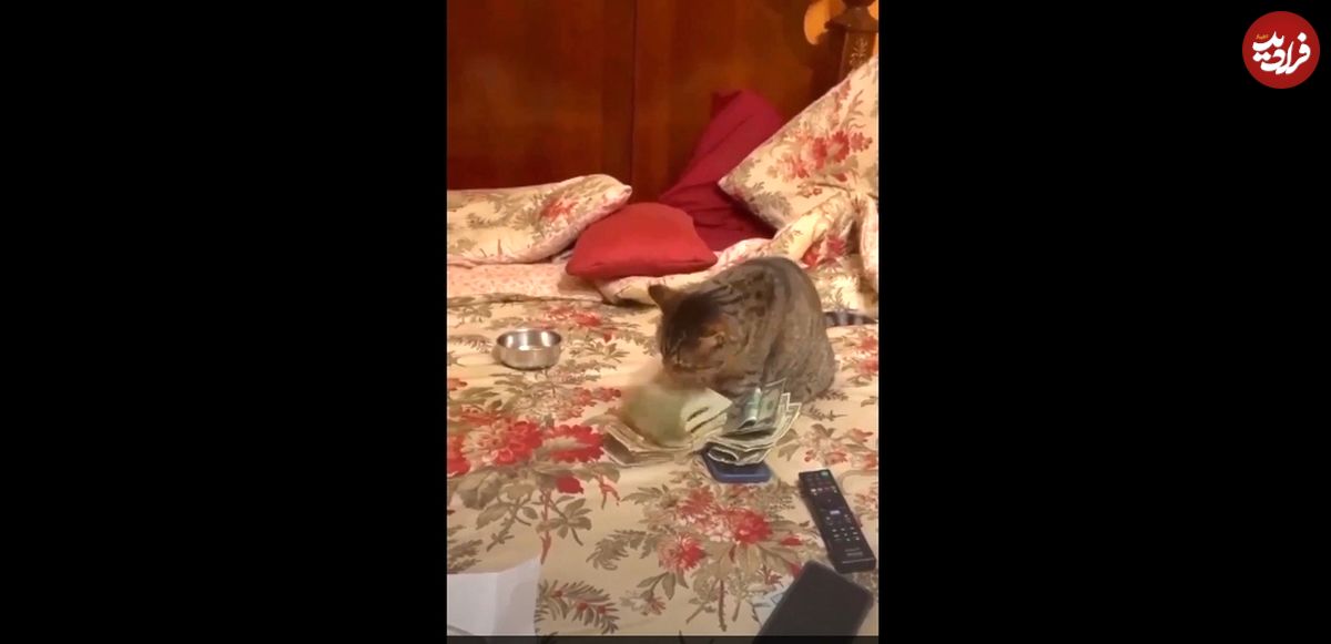 (ویدئو) گربه پول دوستی که از شمارش دلار لذت می‌برد!