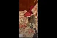 (ویدئو) گربه پول دوستی که از شمارش دلار لذت می‌برد!