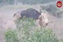 (ویدئو) پیروزی باورنکردنی کل یالدار در مقابل دو شیر!